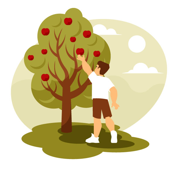 El hombre está recogiendo manzanas